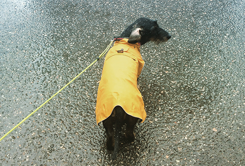 kuva m&auml;yr&auml;koirasta keltaisessa sadetakissa