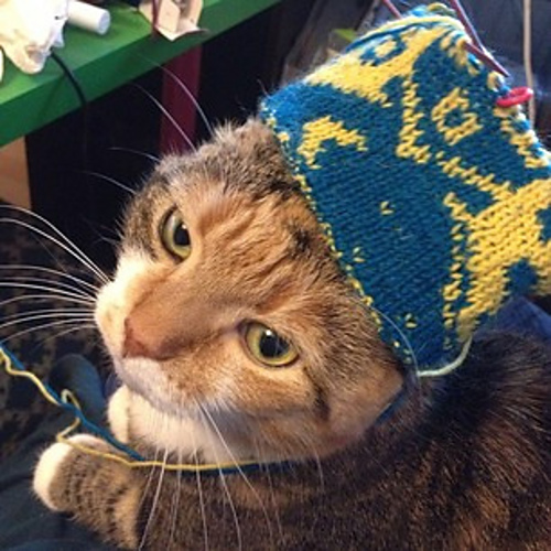 kuva kissasta, jolla on p&auml;&auml;ss&auml;&auml;n keskener&auml;inen onteloneulety&ouml;